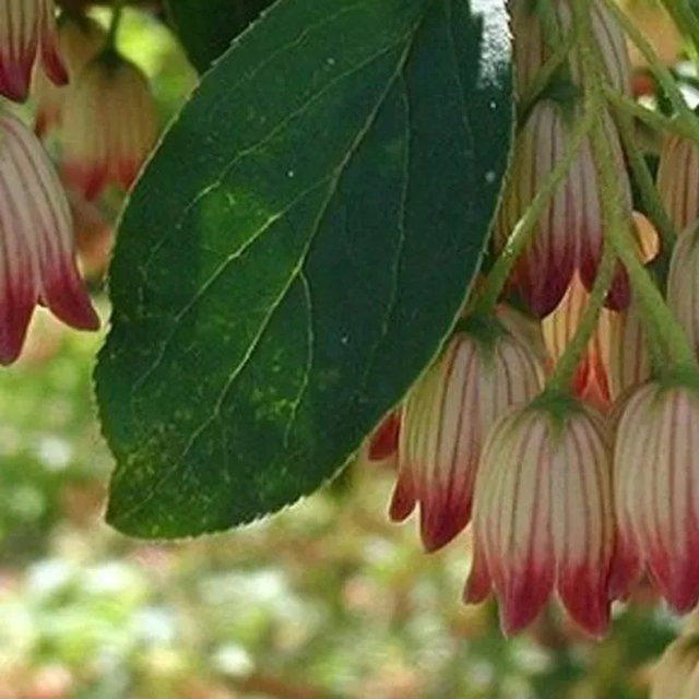 Arborix Prachtglocke Enkianthus campanulatus Zierstrauch mit Herbstfärbung im Container, Höhe: 40 bis 50 cm - Bild 1