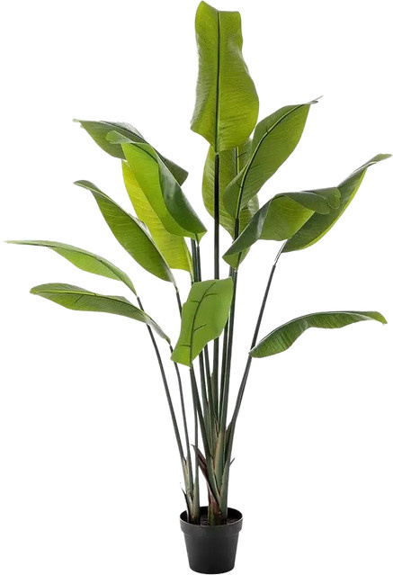Künstliche Strelitzia Clemens von Aplanta, grüne Zimmerpflanze, Höhe: 150 cm - Bild 1
