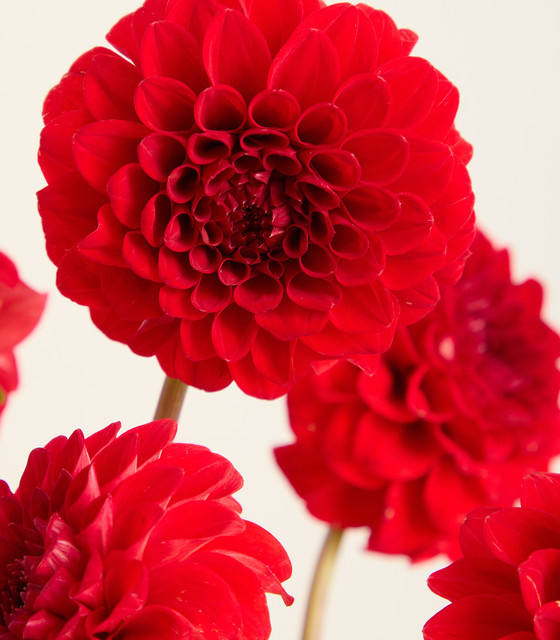 Blume2000 Dahlien Red Bunch - Bild 1