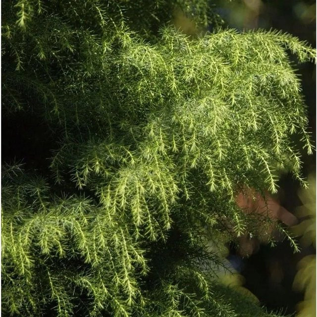 Japanische Sicheltanne Viridis Cryptomeria japonica, grüner Nadelstrauch für den Garten, Höhe: 30-40 cm - Bild 1
