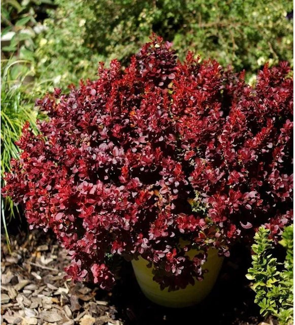 Berberis thunbergii Lutin Rouge Heckenpflanze in Rot, Höhe: 20-25 cm - Bild 1