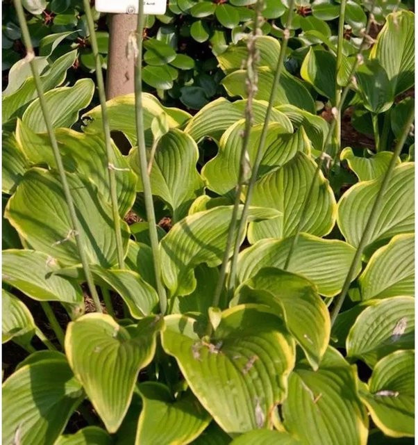 Funkie Abba Dabba Do Hosta cultorum grüne Staude für den Garten - Bild 1