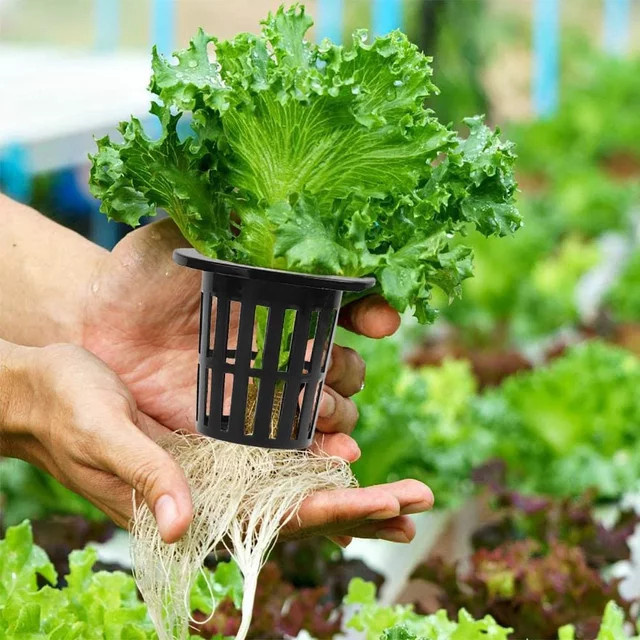 100er Pack Netzbecher mit breitem Rand für Hydrokultur, Aquaponik und Orchideen, Durchmesser: 4,5 cm - Bild 1
