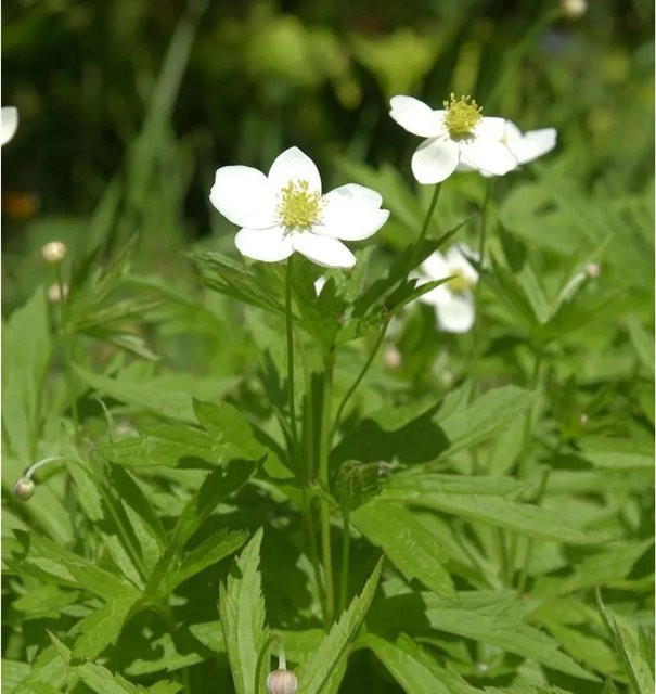 Kanadische Wiesen-Anemone Anemone canadensis weiße Staude für Garten und Teichrandbepflanzung von Nr-01.de - Bild 1