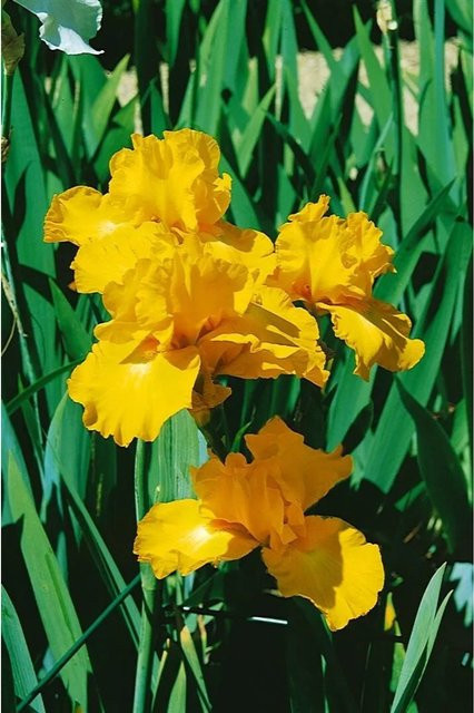Iris X Barb.-Elat. Goldfackel Schwertlilie von Pflanzen für dich, pflegeleicht, Topfgröße: 11 x 11 cm - Bild 1