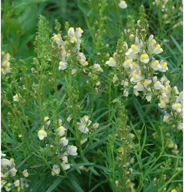 Italienisches Leinkraut Springside White Linaria purpurea als mehrjährige Staude in Weiß - Bild 1