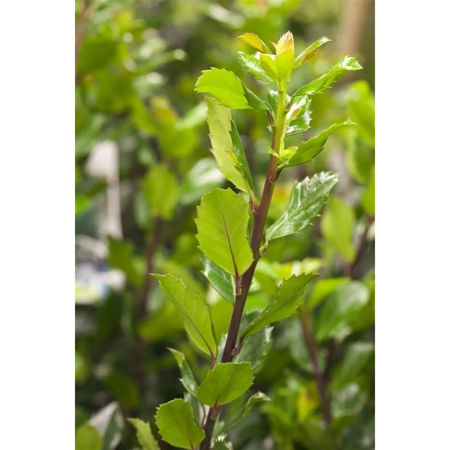 Ilex meserveae Blue Prince Heckenpflanze in Blau und Grün, Höhe: 100-125 cm - Bild 2