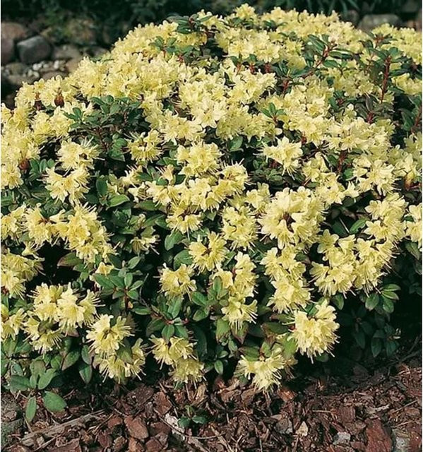 Zwerg Rhododendron Princess Anne Alpenrose von Nr-01.de für Garten und Steingärten, Höhe: 25-30 cm - Bild 1