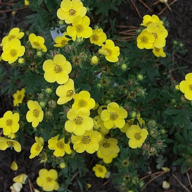 Arborix Fingerstrauch Sommerflor Potentilla fruticosa gelb, reichblühend, im Container, Höhe: 25 bis 30 cm - Bild 1