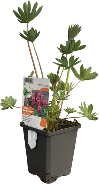 GROW by OBI Zwerg-Lupine Nanus Gallery Rosa sommerblühende Staude für den Garten, Topf-Durchmesser: 9 cm - Bild 1