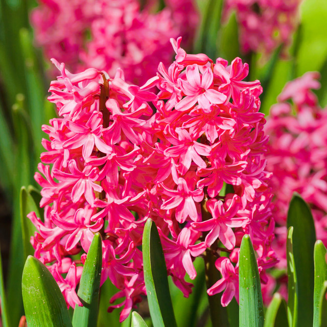 3er Set Hyazinthen in Pink von BLUME2000, Größe M - Bild 1