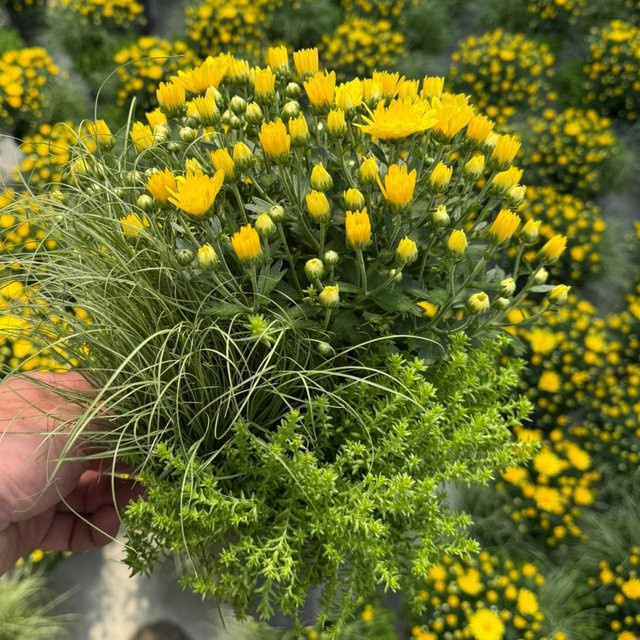 Balkonblumen Gelber Herbstmix in Gelb für Balkon, Terrasse und Gartenbeet - Bild 1