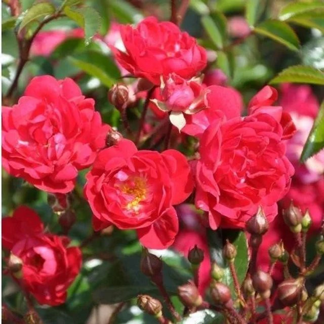 Bodendeckerrose plantofix Rote The Fairy in Rosa für den Garten - Bild 1