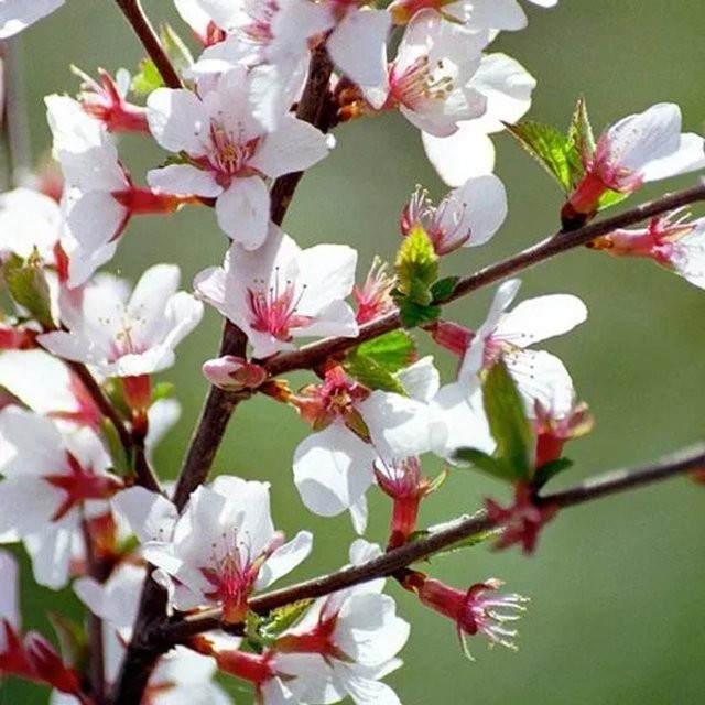 Arborix Filzkirsche Prunus tomentosa als reichblühender Zierstrauch im Container, Höhe: 30 cm - Bild 1