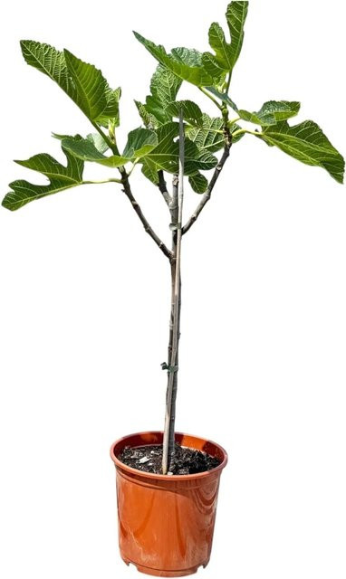 Sunny-Tree Feigenbaum Ficus Carica essbare Feigen, Höhe: 100 cm, winterhart bis -18 Grad - Bild 1
