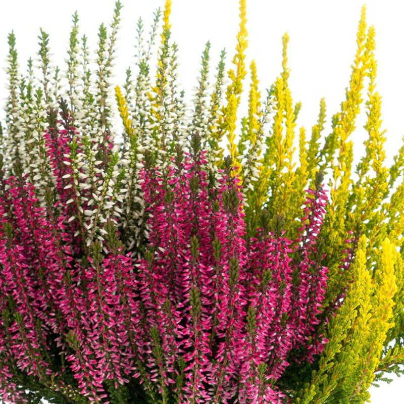 Besenheide Trio Gardengirls in Gelb, Weiß und Rot als mehrfarbige Topfpflanze - Bild 1