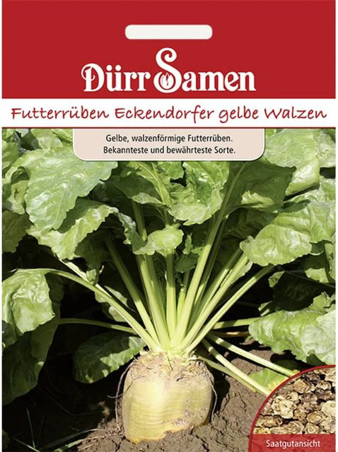 Dürr Samen Eckendorfer Gelbe Walzen Futterrüben Saatgut 250 g - Bild 1