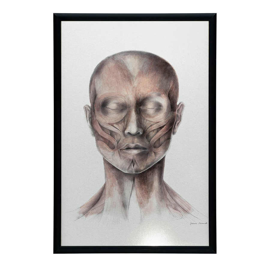 Anatomisches Poster Mimische Gesichtsmuskeln Ansicht von vorne Stirnansicht auf Leinwand von iKable - Bild 2