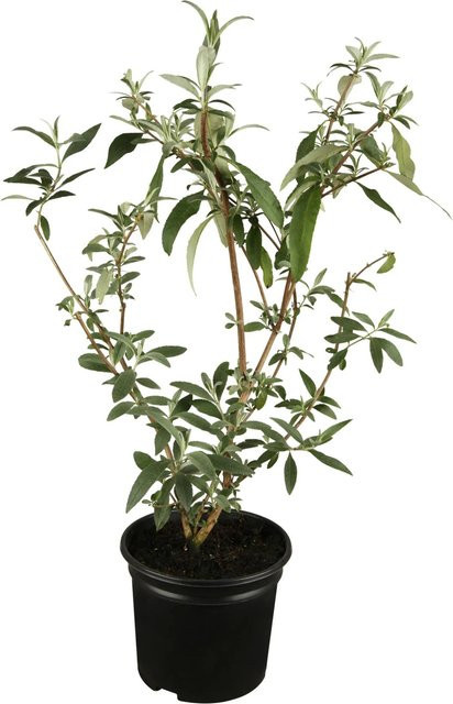 Buddleja davidii Sommerflieder Rosa von OBI in Höhe 10 - 20 cm im Topf - Bild 1