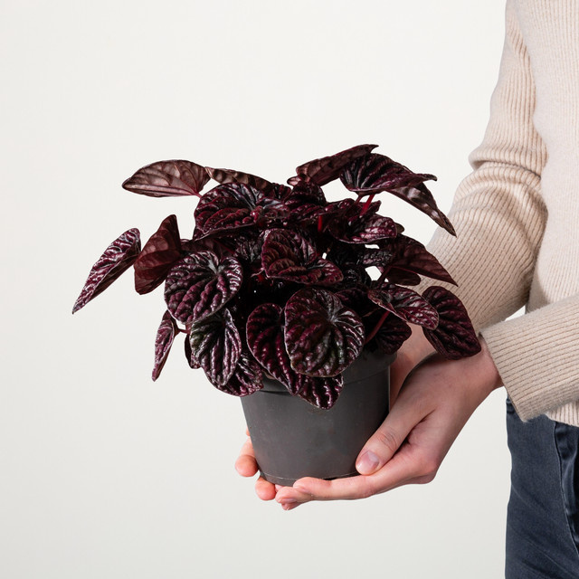 Peperomia Red Luna Zimmerpflanze von BLUME2000 in Rot - Bild 1