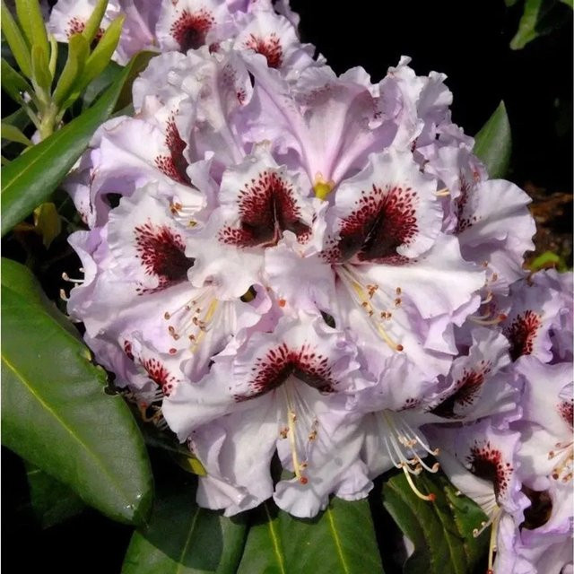 Großblumige Alpenrose Rhododendron Pinguin in Pink, Höhe: 40-50 cm - Bild 1