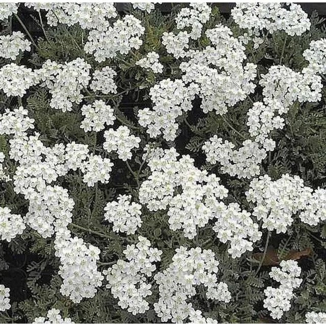 Achillea kolbiana Silber Garbe - Mehrjährige Pflanze für Steingarten und Beeteinfassung - Bild 1