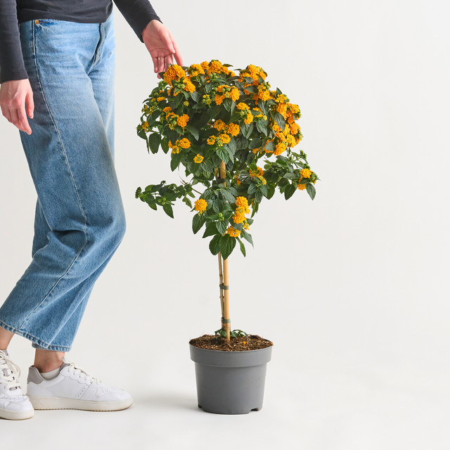 Gelbes Wandelröschen Lantana camara Stämmchen von BLUME2000 für Balkon, Terrasse oder Garten - Bild 1