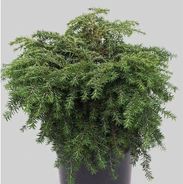 Kissen-Hemlock Tsuga canadensis für deinen Garten, grün - Bild 1
