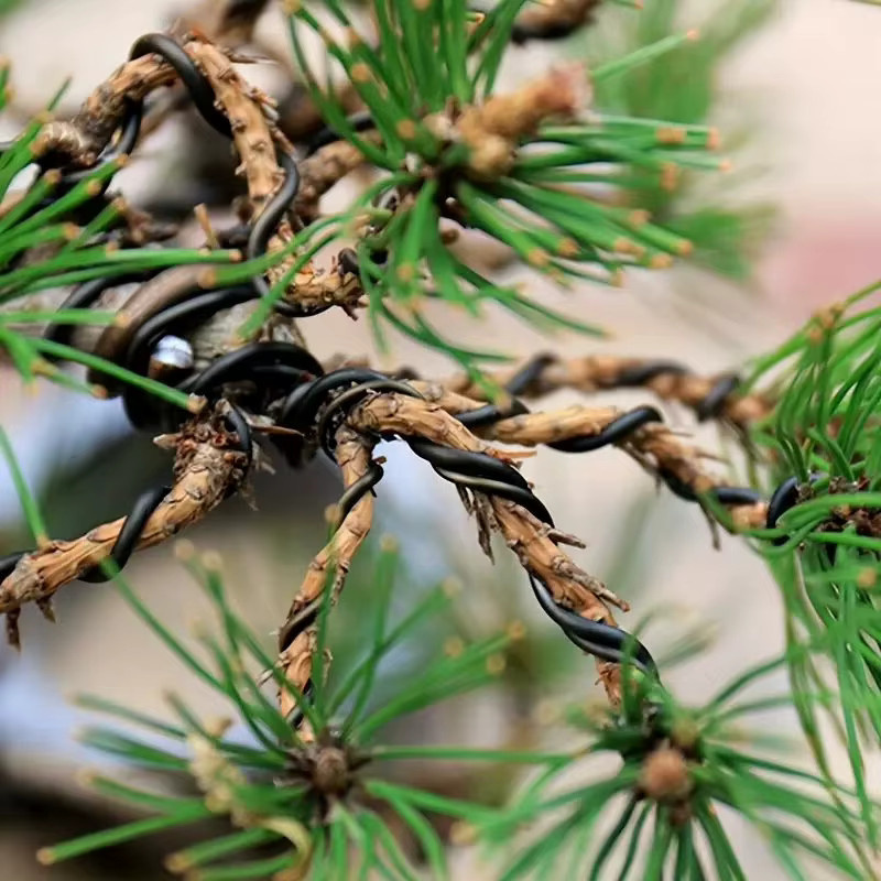5Reis Bonsai-Aluminiumdraht in Schwarz für die Modellierung und das Training von Zimmerpflanzen, Durchmesser: 1–4 mm - Bild 2