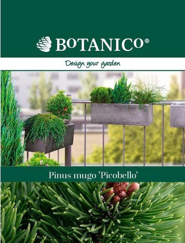 Botanico Bergkiefer Pinus mugo Picobello, immergrüne Konifere, grün - Bild 1