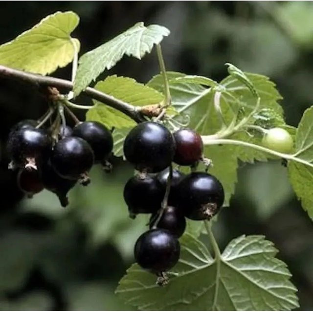 Schwarze Johannisbeere Ben Sarek Hochstamm Ribes nigrum von Nr-01.de, Höhe: 60-80 cm - Bild 1