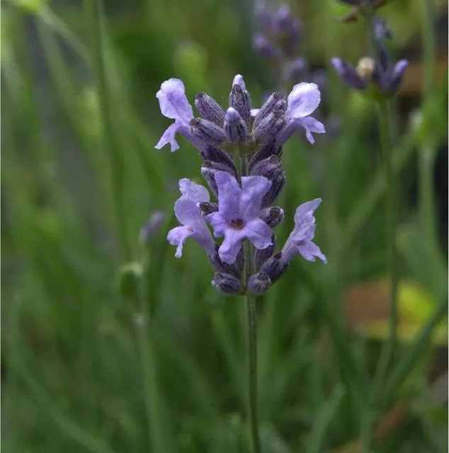 Lavandula angustifolia Echter Lavendel Ellagance Purple lila Stauden für den Garten - Bild 1