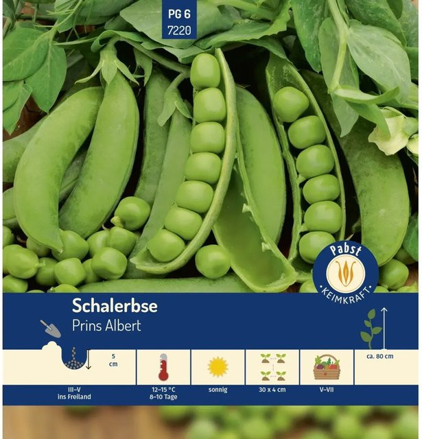 Pabst Keimkraft Schalerbse Prins Albert Saatgut für die frühe Aussaat - Bild 1