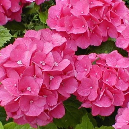 Arborix Hortensie Benelux Hydrangea mit kugelförmigen Blüten im Container, 30 bis 40 cm Höhe
