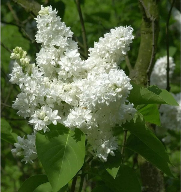 Edelflieder Madame Lemoine Syringa vulgaris weiß Nr-01.de Höhe: 60-80 cm - Bild 1