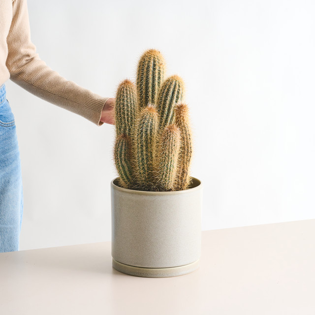 Blauer Säulenkaktus Pilosocereus Braunii von BLUME2000 in Blau und Grün - Bild 1