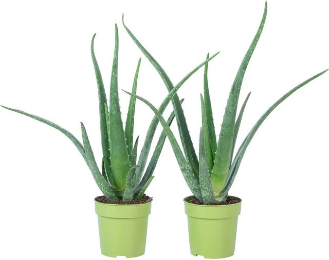Value Greens Aloe Vera 2er-Set Grün, luftreinigende Zimmerpflanze, Topf-Ø: 12 cm, Höhe: 35 cm - Bild 1