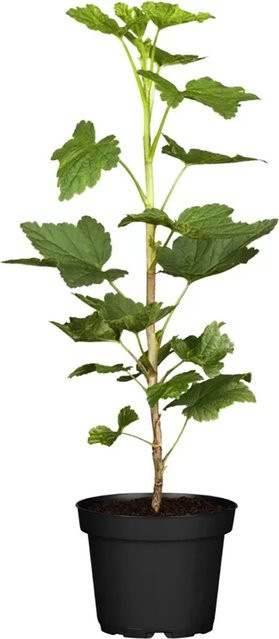 GROW by OBI Rote Johannisbeere Jonkheer van Tets, Ribes rubrum, Höhe: 40 - 60 cm - Bild 1