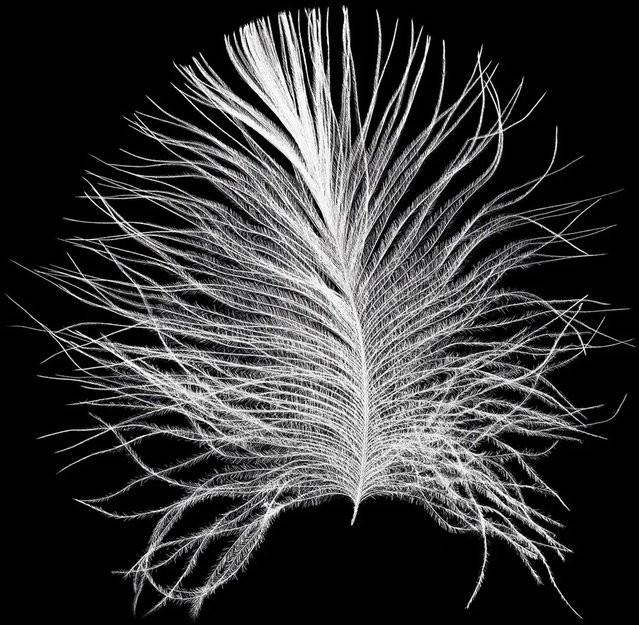 Komar Wandbild Feather in Schwarz und Weiß, Paper Poster aus Qualitätsvlies, Breite: 40 cm, Höhe: 50 cm - Bild 1