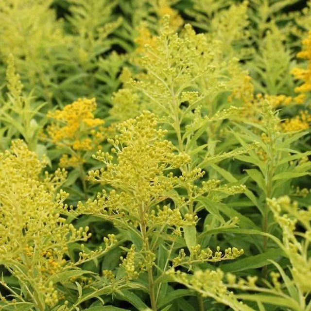 6er Set Arborix Goldrute Goldenmosa Solidago gelbe Beetrandpflanze im 9cm Topf - Bild 1