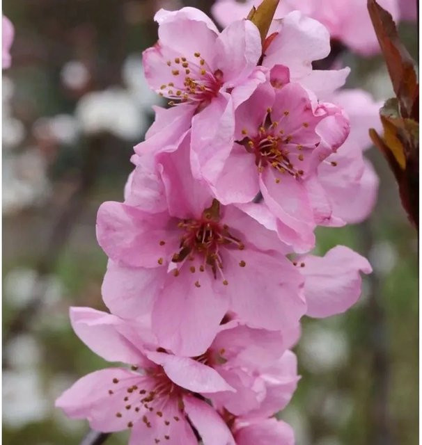 Zierpfirsich Spring Glow Prunus persica mit pinker Blüte, Höhe: 60-80 cm - Bild 1