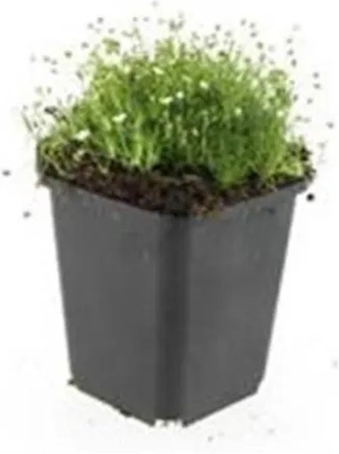 Exotenherz Sternmoos Sagina Subulata Bodendecker für den Steingarten, 60 Pflanzen im 9cm Topf - Bild 1