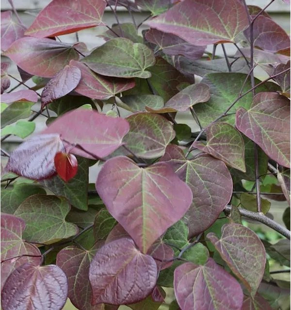 Kanadischer Judasbaum Ruby Falls Cercis canadensis Zierbaum, Farbe: Purple, Höhe: 125-150 cm - Bild 1
