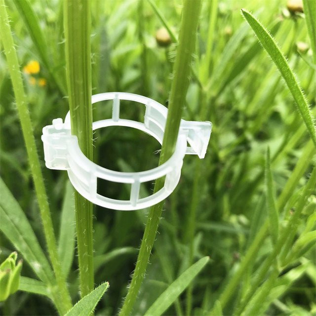 100 Stück transparente Kunststoff-Pflanzenklammern zur Rankenbefestigung und als Pflanzenstütze für Kletterpflanzen oder Tomaten-Spalier - Bild 1