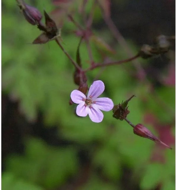 Geranium robertianum Stinkender Storchschnabel Gartenstaude von Nr-01.de - Bild 1