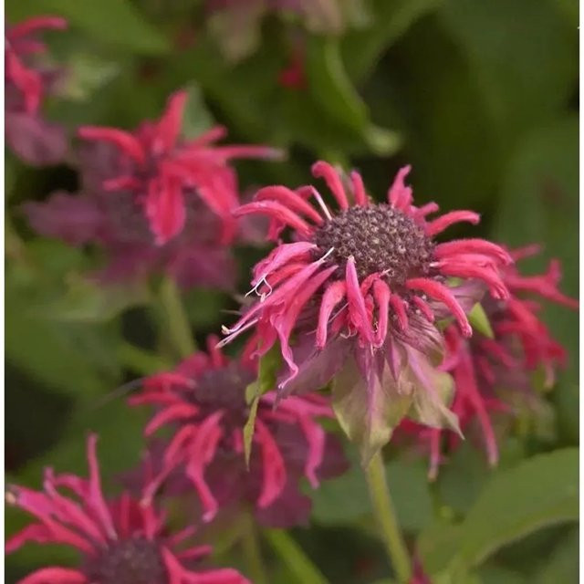Monarda fistulosa Indianernessel als mehrjährige Staude von Nr-01.de für Rabatten, Staudenbeete und als Schnittblume - Bild 1