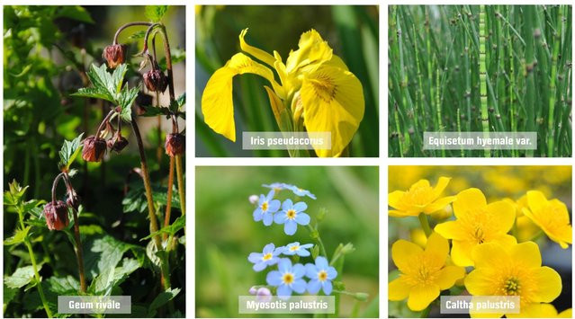 GROW by OBI Teichpflanzen Set Sumpfzone in Gelb und Mehrfarbig, Topf Durchmesser: 9 cm - Bild 1