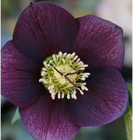 Christrose Lenzrose Blue Metallic Lady Helleborus orientalis in der Farbe Blau
