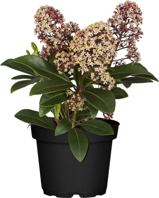 GROW by OBI Skimmie Rubella Rosa-Weiß Zierstrauch in Topf, Höhe: 10 - 20 cm - Bild 1
