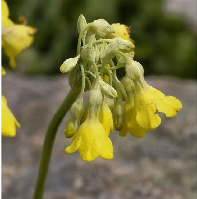 Sommerprimel Primula florindae gelbe Staude für den Außenbereich - Bild 1
